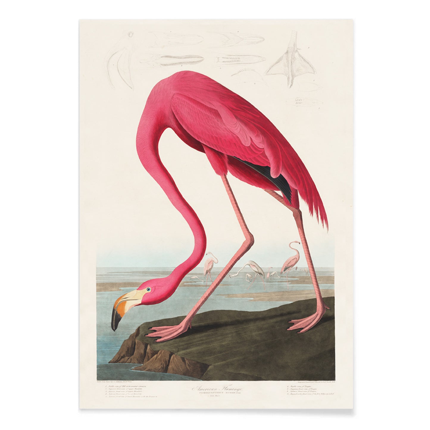 Pink flamingo standing and feeding in natural landscape from Birds of America by John James Audubon etched by Robert Havell poster, with black aluminium frame on white background