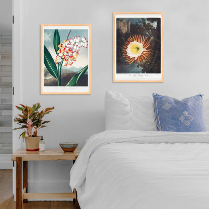 Botanical illustration and poster of The Nodding Renealmia by Robert John Thornton from The Temple of Flora with lush green leaves, framed and displayed in home decor