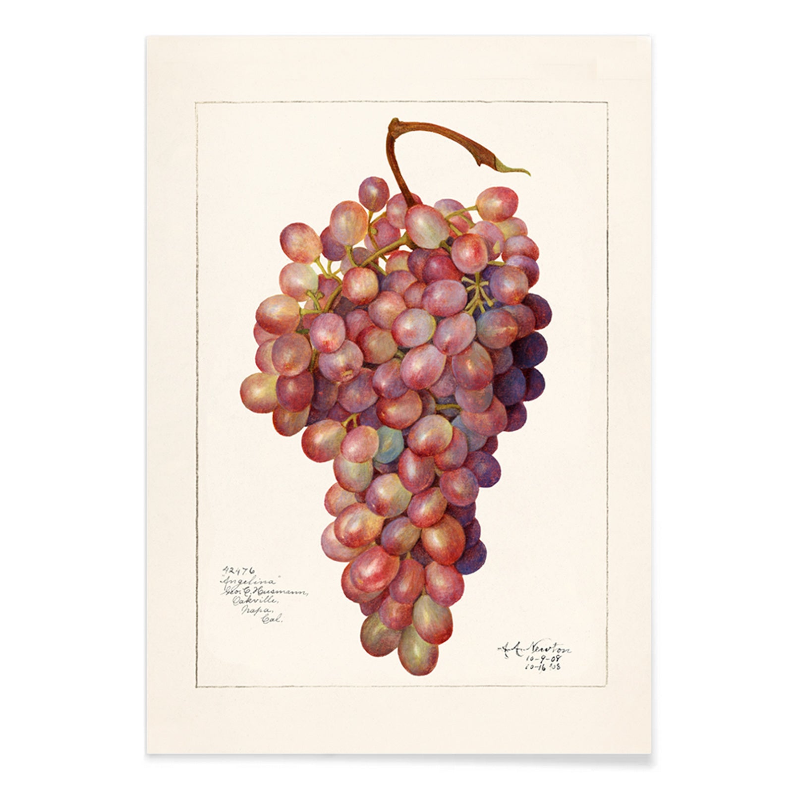 Vintage red grape cluster watercolor illustration by Amanda Almira Newton botanical accuracy poster artwork for home or kitchen wall decor, with black aluminium frame on white background