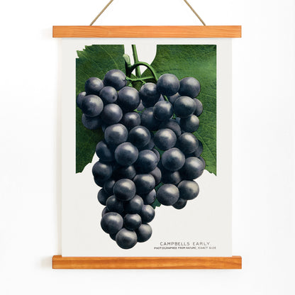 Campbells Early Grape botanical lithograph by Rochester Lithographing and Printing Company showing a detailed cluster of dark grapes with green leaves, with wooden magnetic frame on white background
