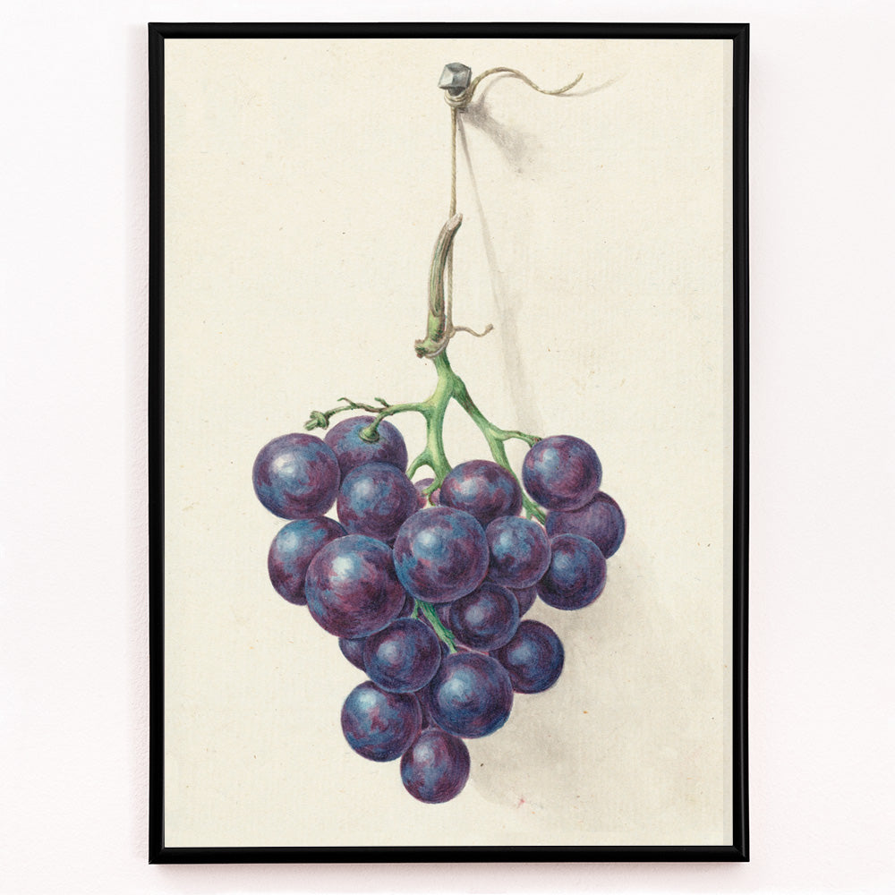 Closeup detail of Realistic painting and poster of a bunch of blue grapes on a vine by Jean Bernard with light background