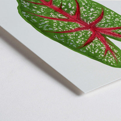 Closeup detail of Green Caladium Chantini poster from Les Plantes a Feuillage Colore illustrated by Benjamin Fawsett showing vibrant green leaf with red veins