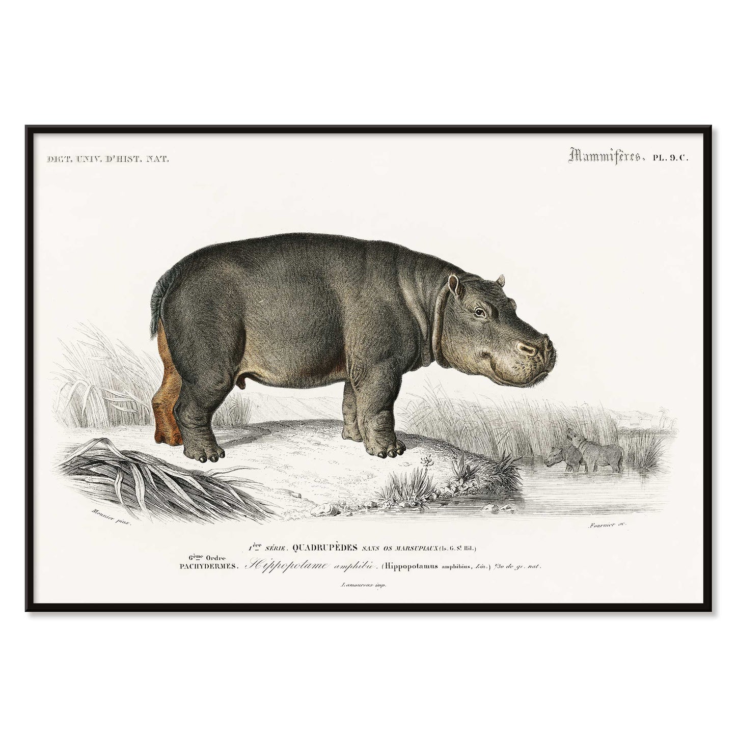 Detailed illustration of a hippopotamus in its natural habitat by Charles Dessalines D Orbigny titled Hippopotamus Hippopotame Amphibie poster, with black aluminium frame on white background