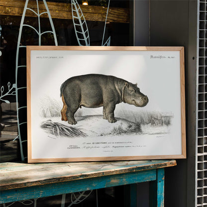 Detailed illustration of a hippopotamus in its natural habitat by Charles Dessalines D Orbigny titled Hippopotamus Hippopotame Amphibie poster, framed and displayed in home decor
