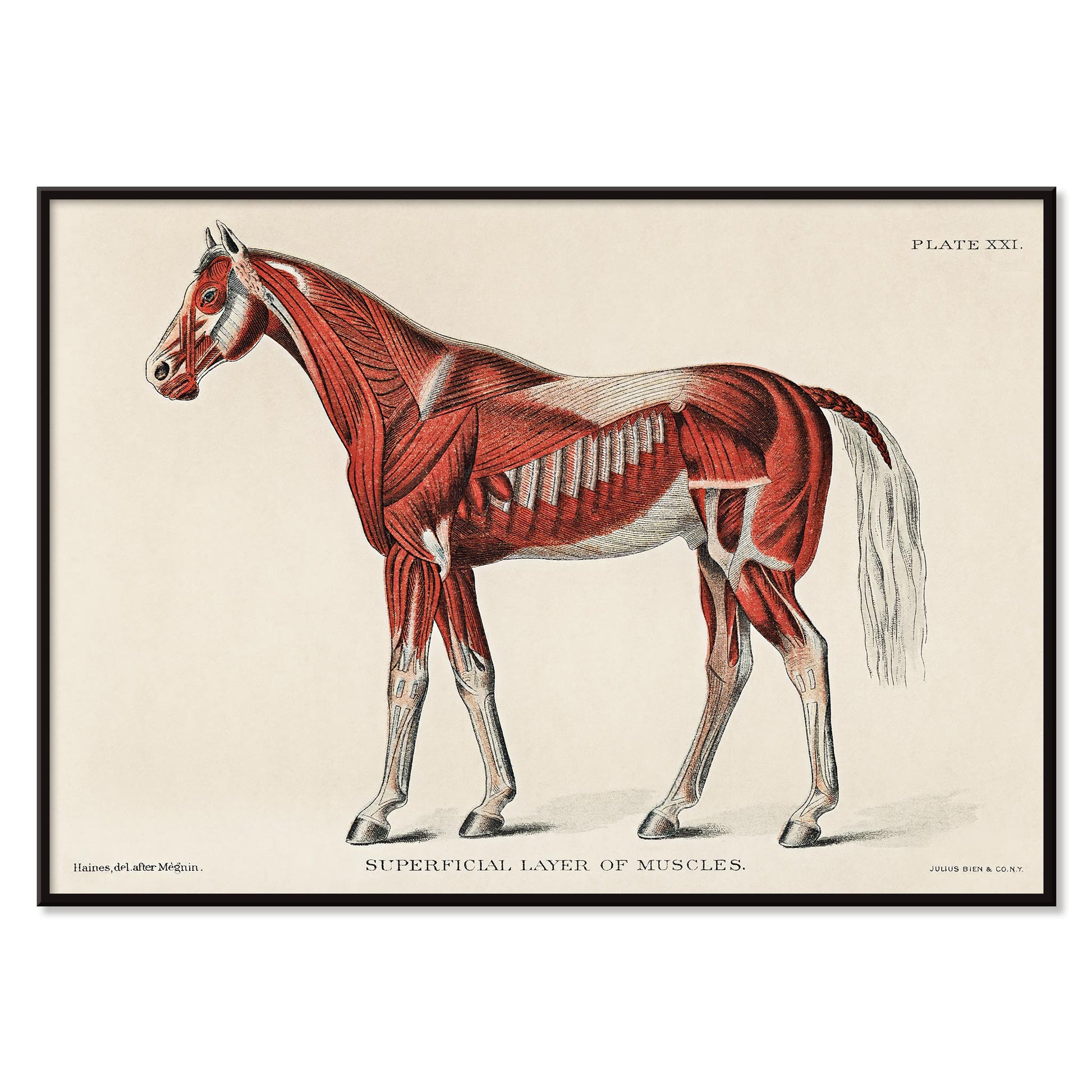 Superficial Layer of Muscles medical illustration of equine muscular system by unknown artist detailed horse anatomy poster, with black aluminium frame on white background