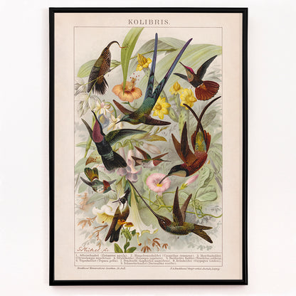 Closeup detail of Colorful hummingbirds and tropical flowers poster illustration from Kolibris by Friedrich Arnold Brockhaus