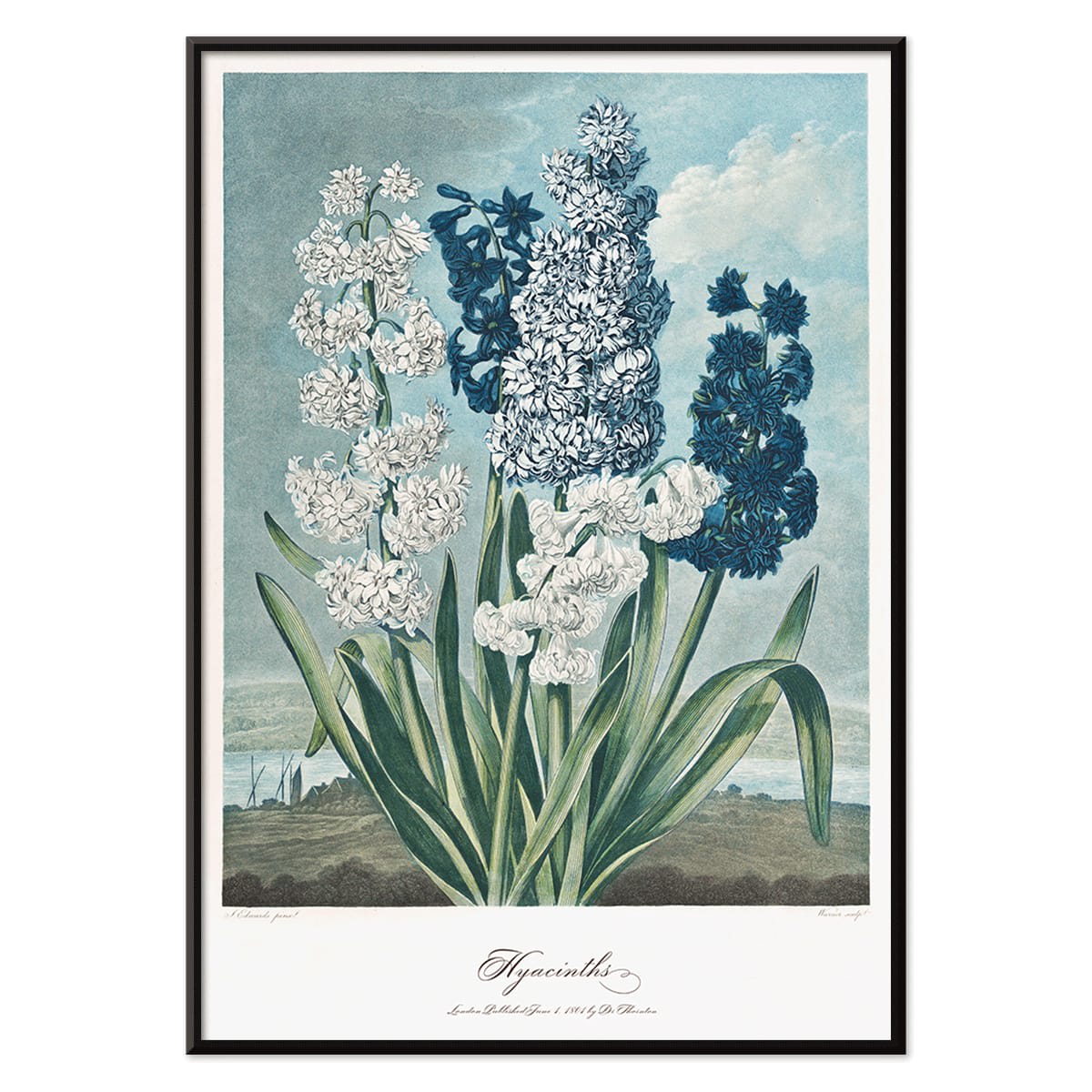 Colorful hyacinths illustration by Robert John Thornton from The Temple of Flora artwork showing various blooming flowers, with black aluminium frame on white background