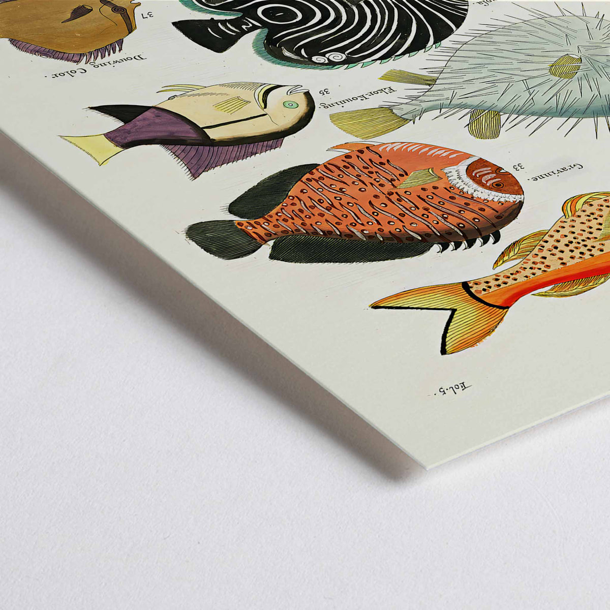 Closeup detail of Colourful surreal fish illustrations by Louis Renard from Histoire naturelle des plus rares curiosites de la mer des Indes vibrant poster art for home decor