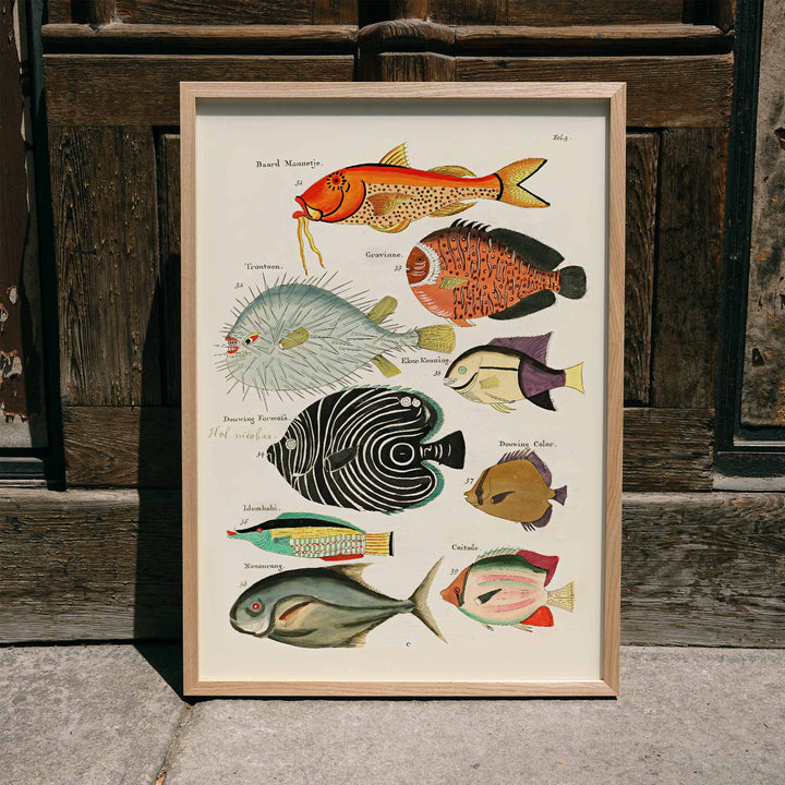 Colourful surreal fish illustrations by Louis Renard from Histoire naturelle des plus rares curiosites de la mer des Indes vibrant poster art for home decor, framed and displayed in modern living room decor