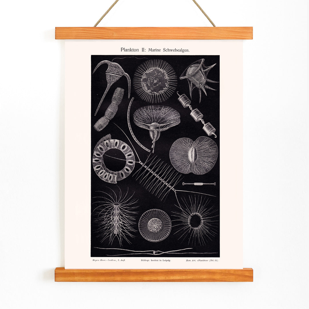 Detailed scientific illustration poster of marine floating algae plankton from Plankton I Marine Floating Algae by Institute of Liepzig, with wooden magnetic frame on white background
