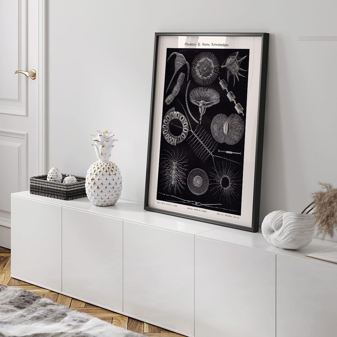 Detailed scientific illustration poster of marine floating algae plankton from Plankton I Marine Floating Algae by Institute of Liepzig, framed and displayed in home decor