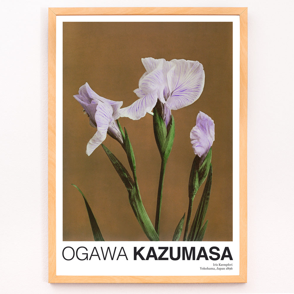 Closeup detail of Hand colored illustration and poster of purple Iris Kaempferi flowers by Kazumasa Ogawa from Some Japanese Flowers