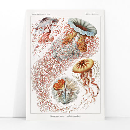 Colorful poster illustration of Discomedusae jellyfish marine life by Ernst Haeckel with intricate details and flowing tentacles, framed and displayed in modern living room decor