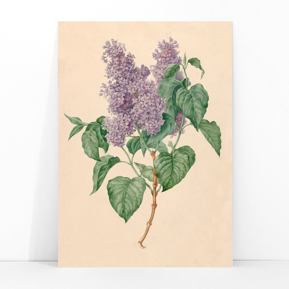Botanical illustration poster of purple lilacs with green leaves titled Purple Lilacs by Maria Geertruida Barbiers-Snabilie, framed and displayed in modern living room decor