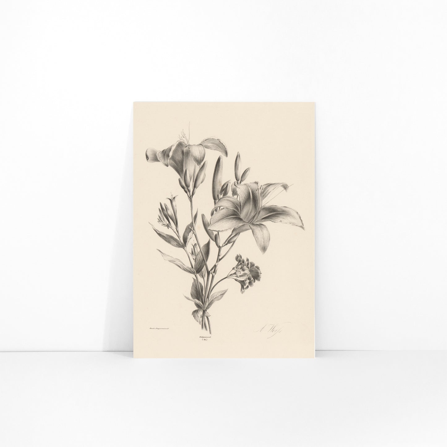 Detailed black and white botanical illustration of two lilies by Anton Weiss titled Two black and white lilies poster, framed and displayed in modern living room decor