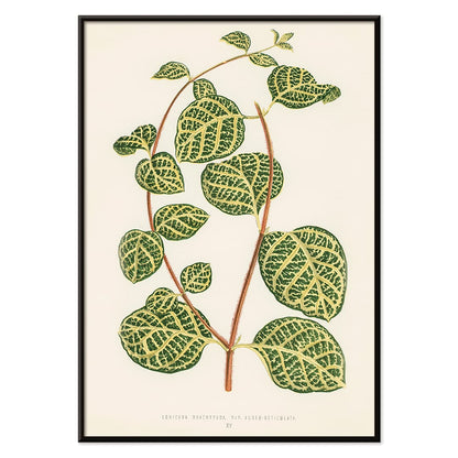 Botanical illustration poster of Lonicera Brachypoda by Shirley Hibberd featuring green and yellow variegated leaves, with black aluminium frame on white background