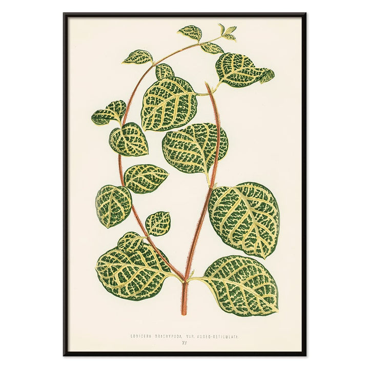 Botanical illustration poster of Lonicera Brachypoda by Shirley Hibberd featuring green and yellow variegated leaves, with black aluminium frame on white background
