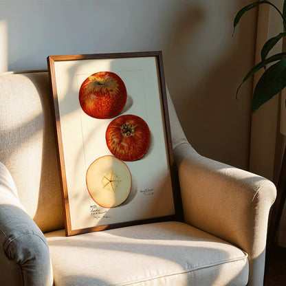 Malus domestica apples watercolor illustration by Mary Daisy Arnold showing whole and sliced fruits detailed artwork poster, framed and displayed in modern living room decor