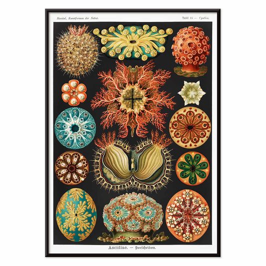 Colorful scientific illustration poster of ascidian sea creatures by Ernst Haeckel from Kunstformen der Natur and Ascidiae Seescheiden perfect for wall decor, with black aluminium frame on white background