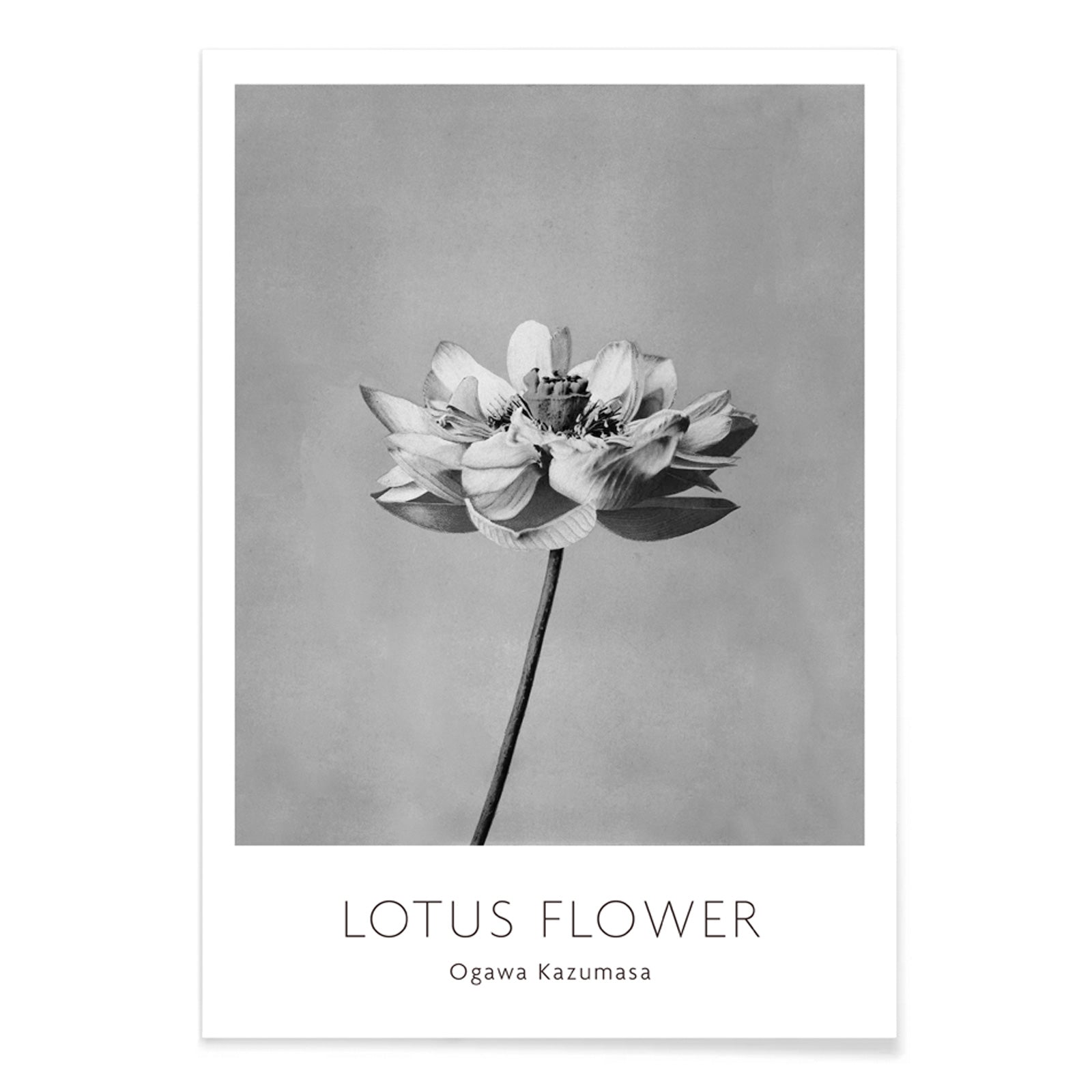 Monochrome lotus flower photography artwork by Ogawa Kazumasa minimal botanical wall art poster, with black aluminium frame on white background