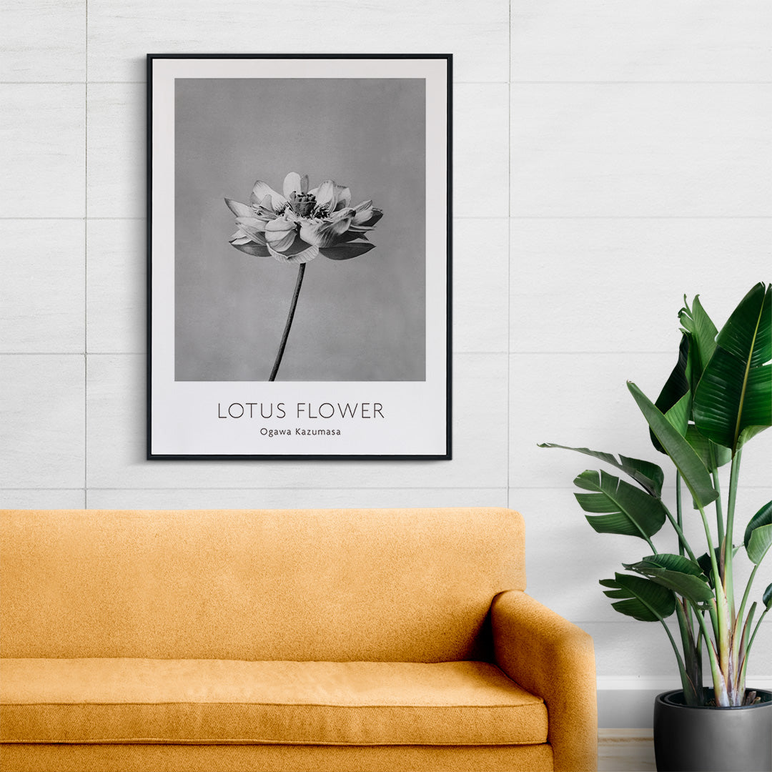 Monochrome lotus flower photography artwork by Ogawa Kazumasa minimal botanical wall art poster, framed and displayed in home decor
