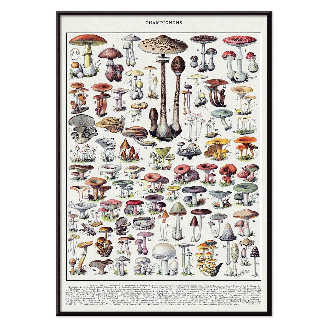 Mushrooms colour plate 2 by Editions Larousse featuring various mushroom illustrations and species, with black aluminium frame on white background