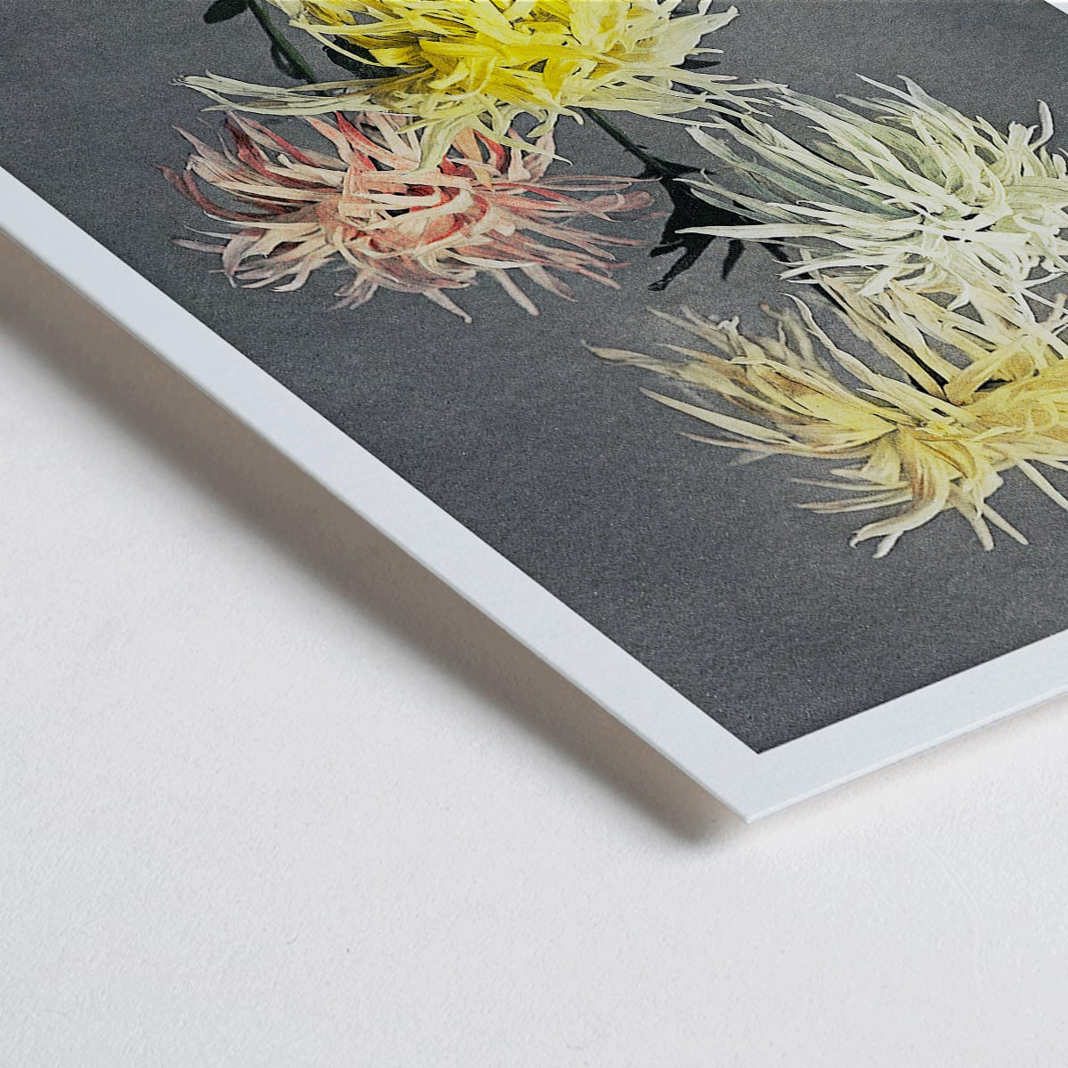 Closeup detail of Hand colored floral collotype and poster of vibrant chrysanthemums from Namichidori by Kazumasa Ogawa showing soft shaded hand colored floral artwork