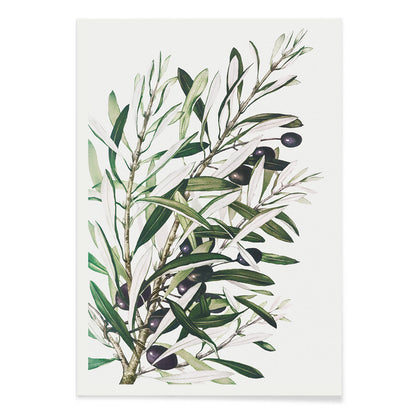 Olive branches botanical illustration and poster with green leaves and black olives by L Prang and Co from Picture Collection wall decor, with black aluminium frame on white background