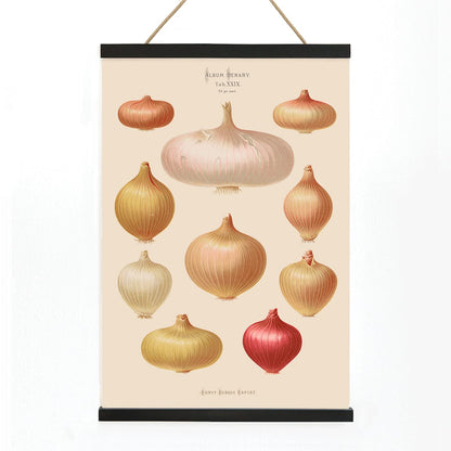 Illustration and poster of various onions by Ernst Benary from Album Benary showcasing different shapes and colors, with wooden magnetic frame on white background