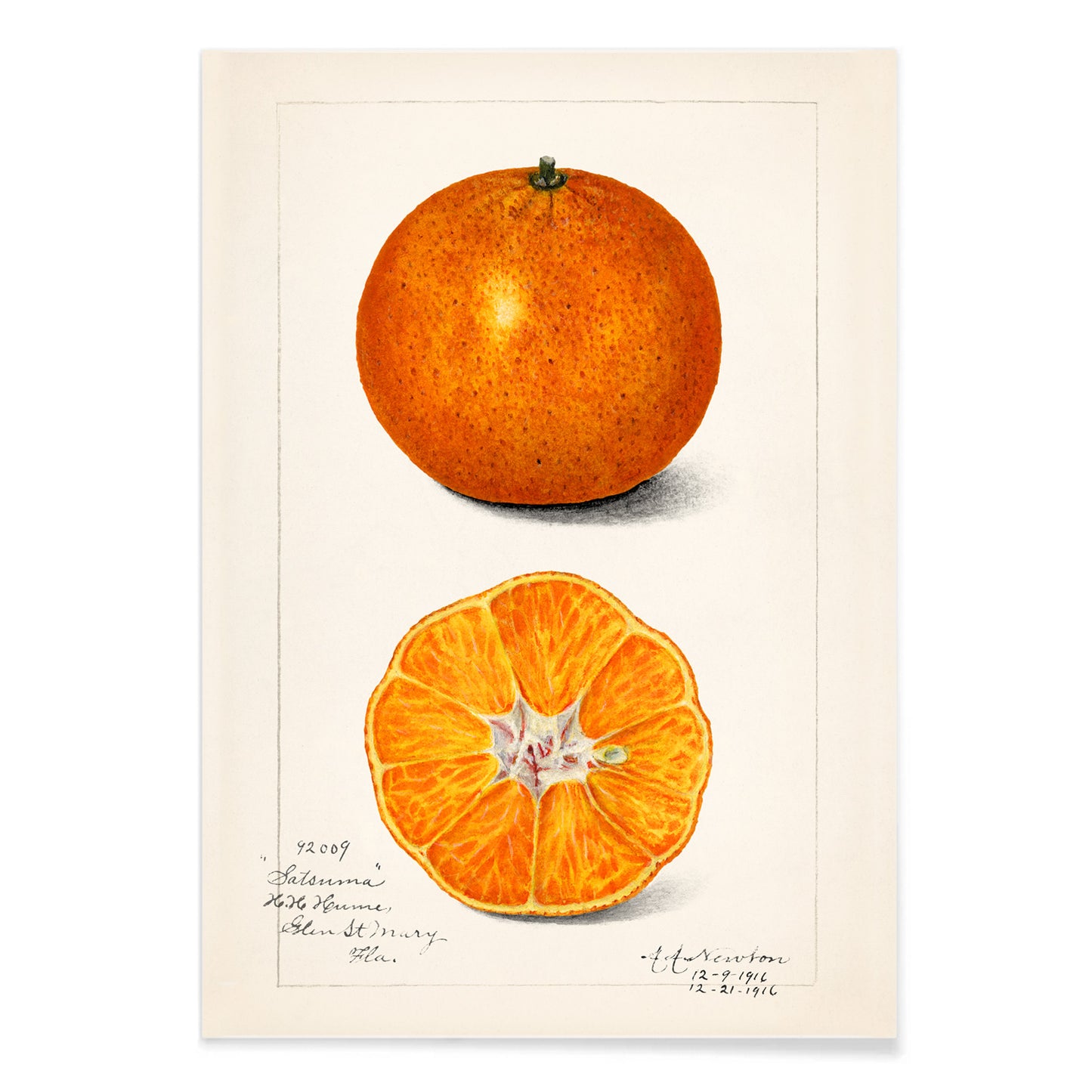 Botanical illustration and poster of Orange Citrus Sinensis by Amanda Almira Newton showing whole and sliced orange fruit and cross section artwork, with black aluminium frame on white background