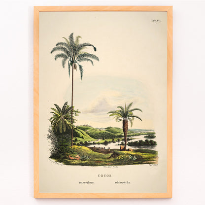 Closeup detail of Botanical illustration and poster of palm trees in tropical landscape Cocos Schizophylla by Carl Friedrich Philipp von Martius botanical art