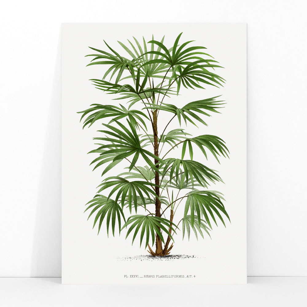 Botanical illustration poster of a palm tree from Les Palmiers Histoire Iconographique by Oswald de Kerchove de Denterghem, framed and displayed in modern living room decor