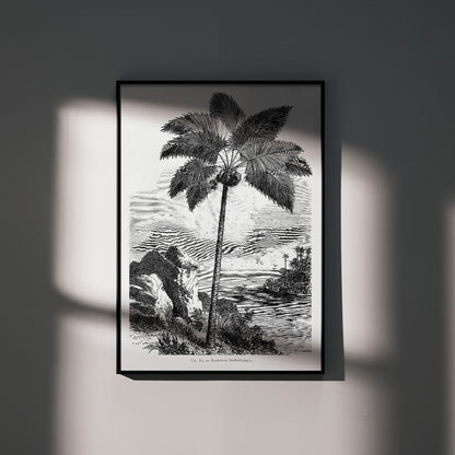 Palm tree illustration and poster by Oswald de Kerchove de Denterghem from Les Palmiers Histoire Iconographique, framed and displayed in home decor