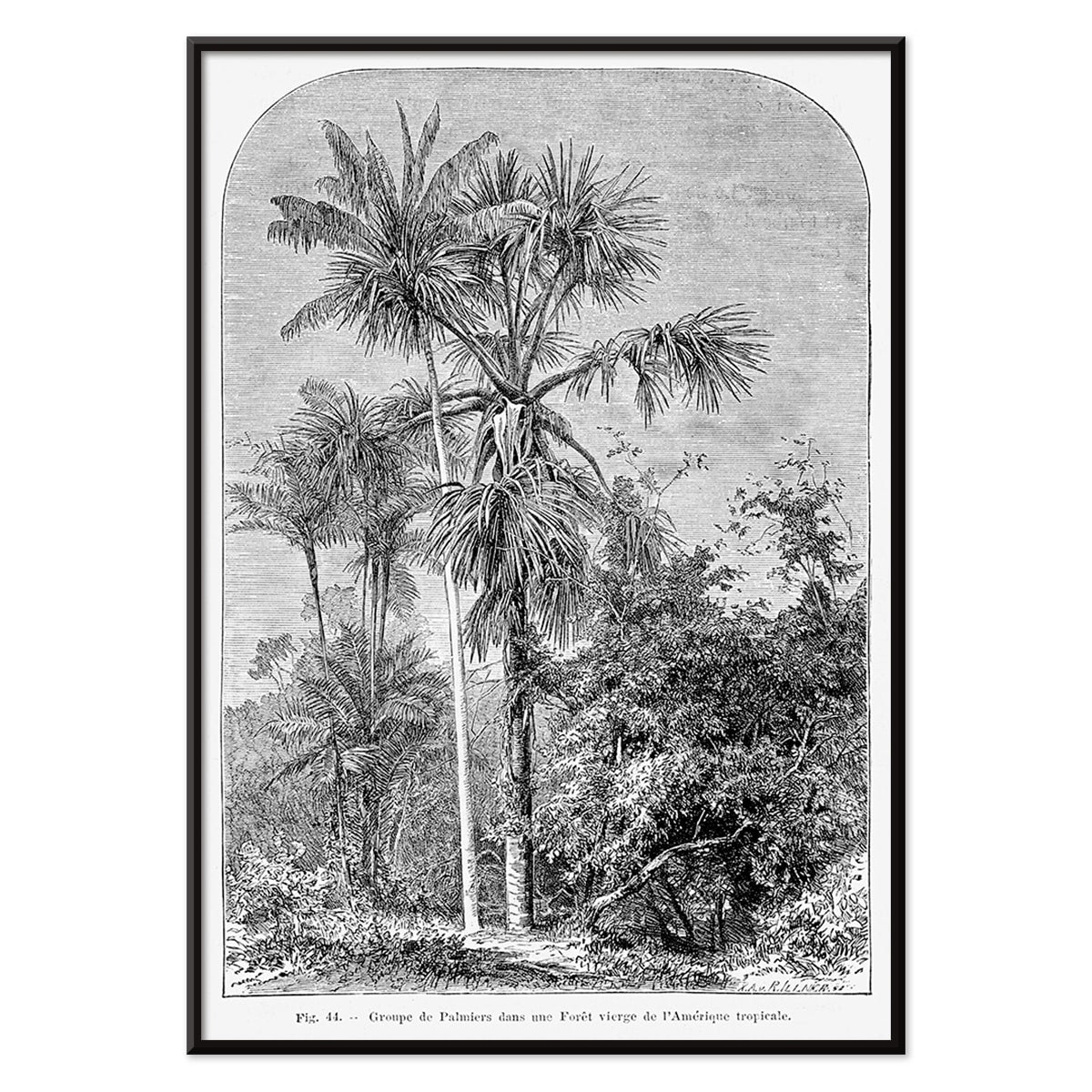 Palm trees in tropical forest illustration poster by Oswald de Kerchove de Denterghem Les Palmiers Histoire Iconographique, with black aluminium frame on white background