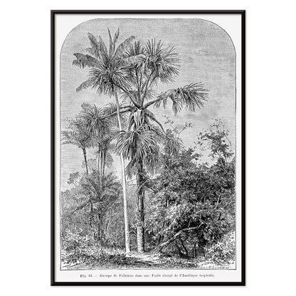 Palm trees in tropical forest illustration poster by Oswald de Kerchove de Denterghem Les Palmiers Histoire Iconographique, with black aluminium frame on white background