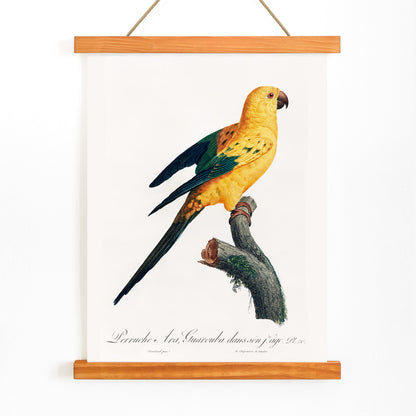 Colorful Sun Parakeet perched on branch illustration by Francois Levaillant from Natural History of Parrots artwork poster, with wooden magnetic frame on white background
