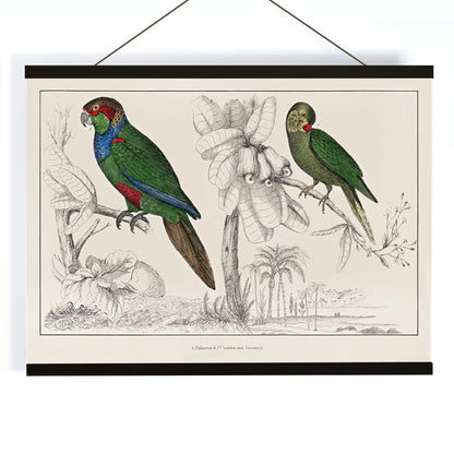 Colorful parakeets perched on branches illustrated by Oliver Goldsmith from The History of the Earth and Animated Nature poster, with wooden magnetic frame on white background