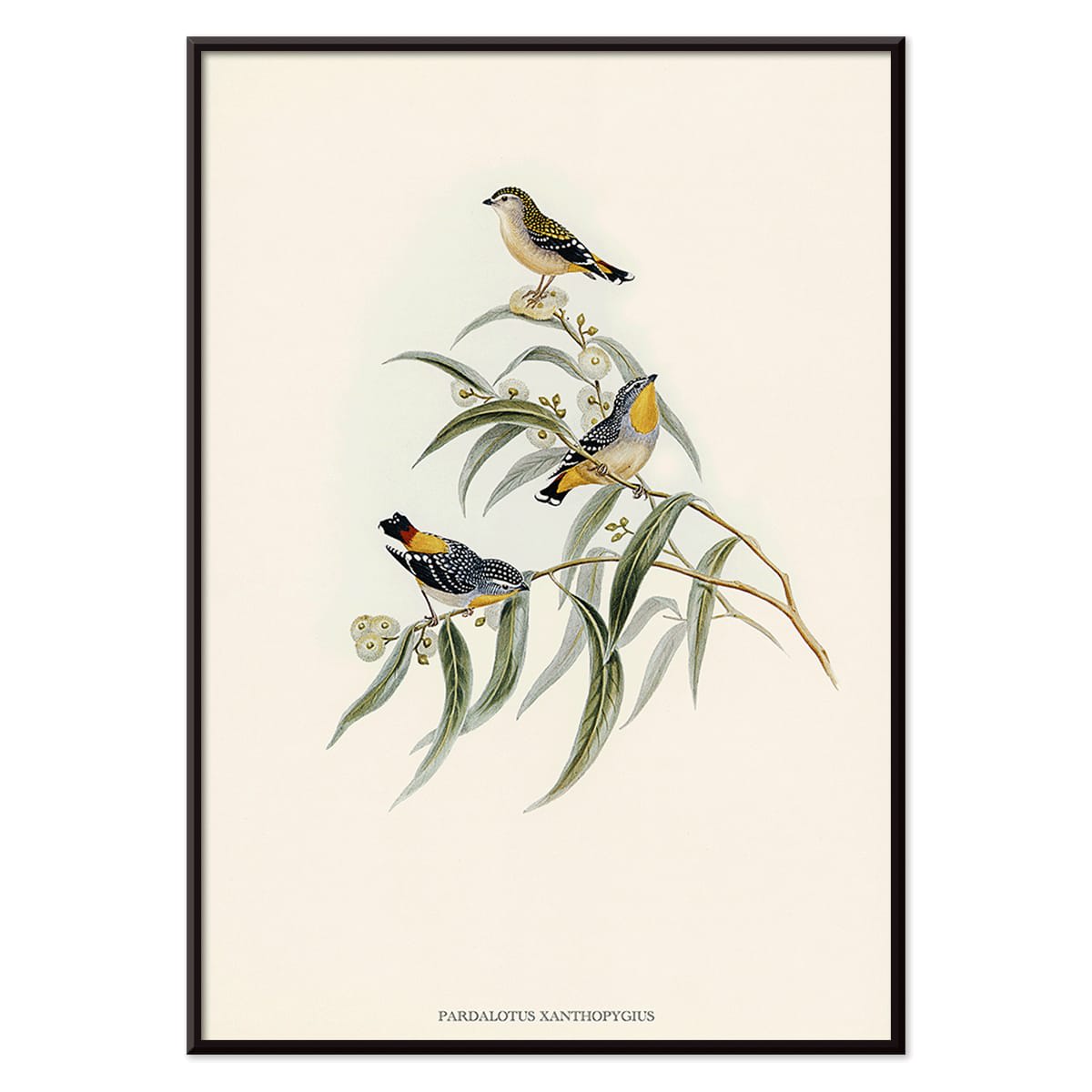 Yellow-rumped Pardalote Pardalotus Xanthopygius artwork featuring three colorful birds perched on eucalyptus branches poster illustration, with black aluminium frame on white background