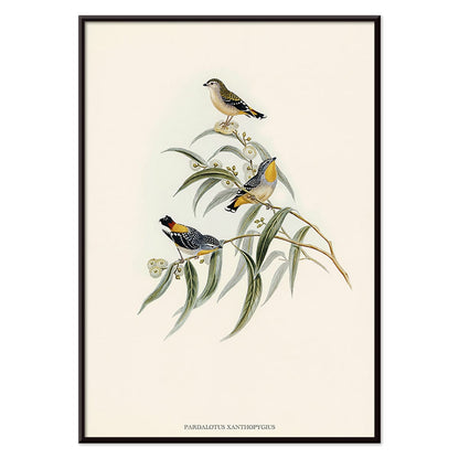 Yellow-rumped Pardalote Pardalotus Xanthopygius artwork featuring three colorful birds perched on eucalyptus branches poster illustration, with black aluminium frame on white background
