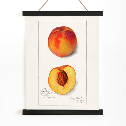 Botanical illustration and poster of peaches Prunus Persica by Amanda Almira Newton showing whole and half peach artwork, with wooden magnetic frame on white background