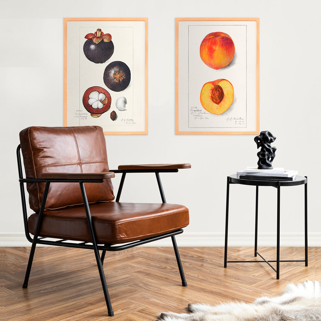 Botanical illustration and poster of peaches Prunus Persica by Amanda Almira Newton showing whole and half peach artwork, framed and displayed in home decor
