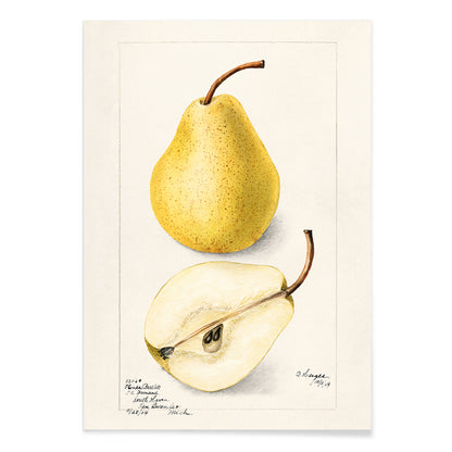 Botanical art of whole and sliced pears Pyrus Communis by Bertha Heiges for wall decor or kitchen illustration, with black aluminium frame on white background