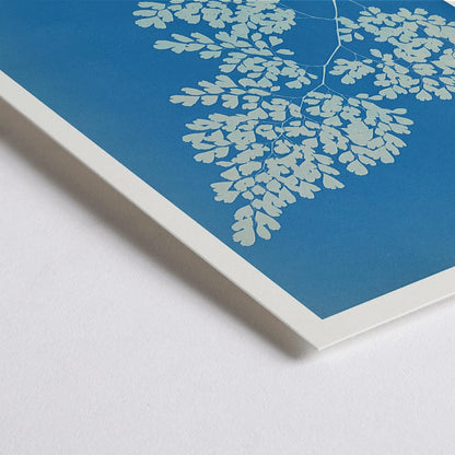 Closeup detail of Anna Atkins cyanotype artwork of Adiantum cuneatum fern botanical blueprint poster on blue background