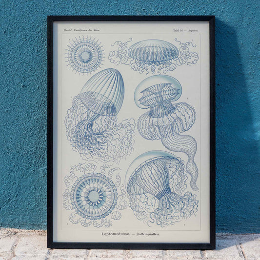 Detailed blue scientific illustration of Leptomedusae jellyfish by Ernst Haeckel poster wall decor, framed and displayed in home decor