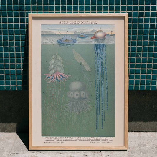 Scientific illustration and poster of marine polyps and jellyfish titled Swimming Polyps by The Institute Of Liepzig wall decor, framed and displayed in home decor