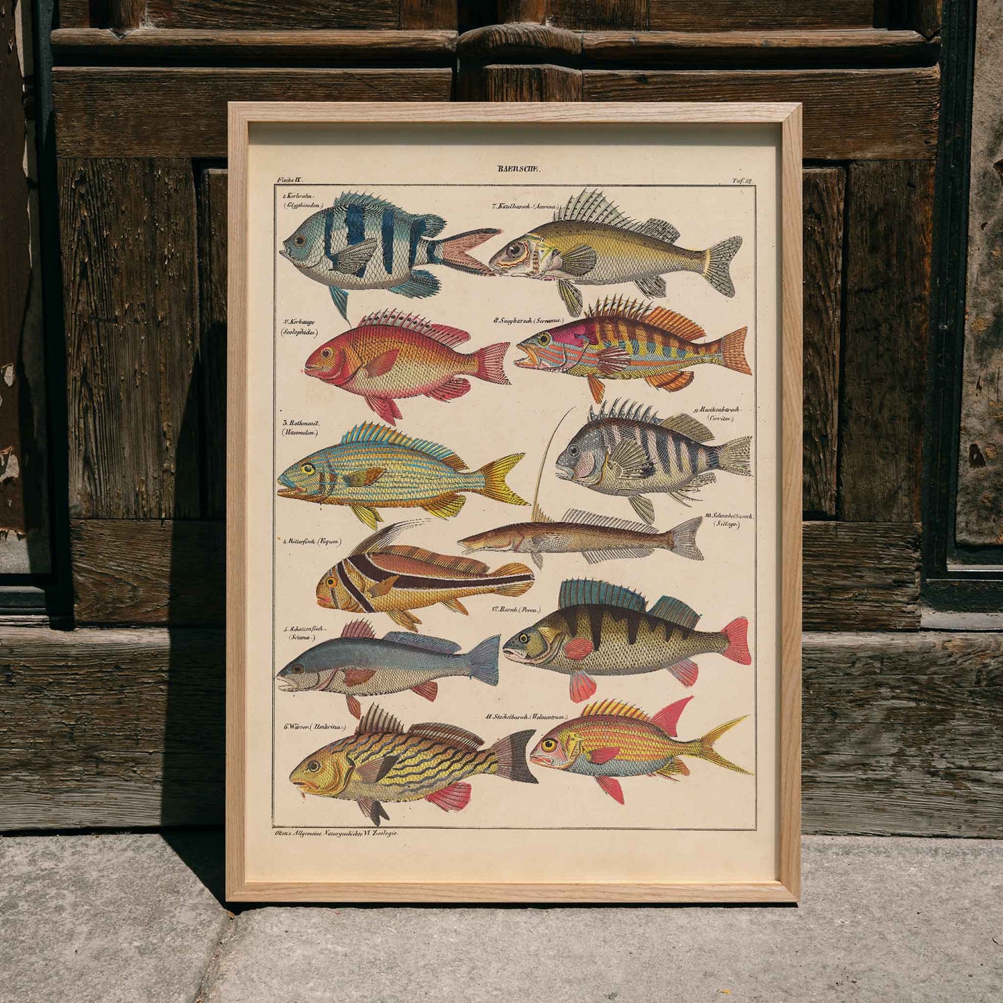 Colorful fish illustrations poster by Lorenz Oken from General Natural History for All Classes PI.048, framed and displayed in home decor