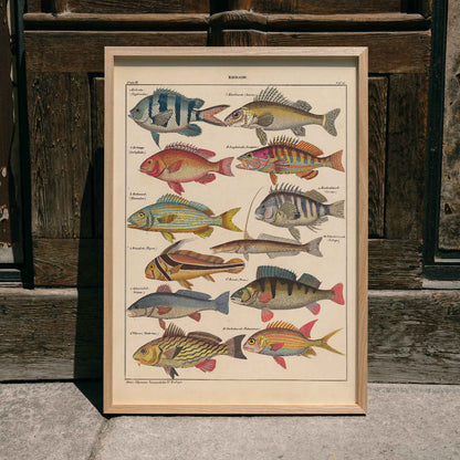 Colorful fish illustrations poster by Lorenz Oken from General Natural History for All Classes PI.048, framed and displayed in home decor