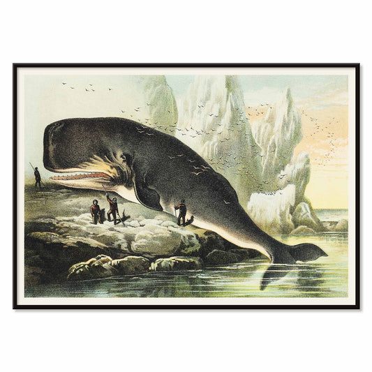 Sperm whale stranded on rocky shore with people and icy cliffs by John Karst from Johnsons household book of nature poster, with black aluminium frame on white background