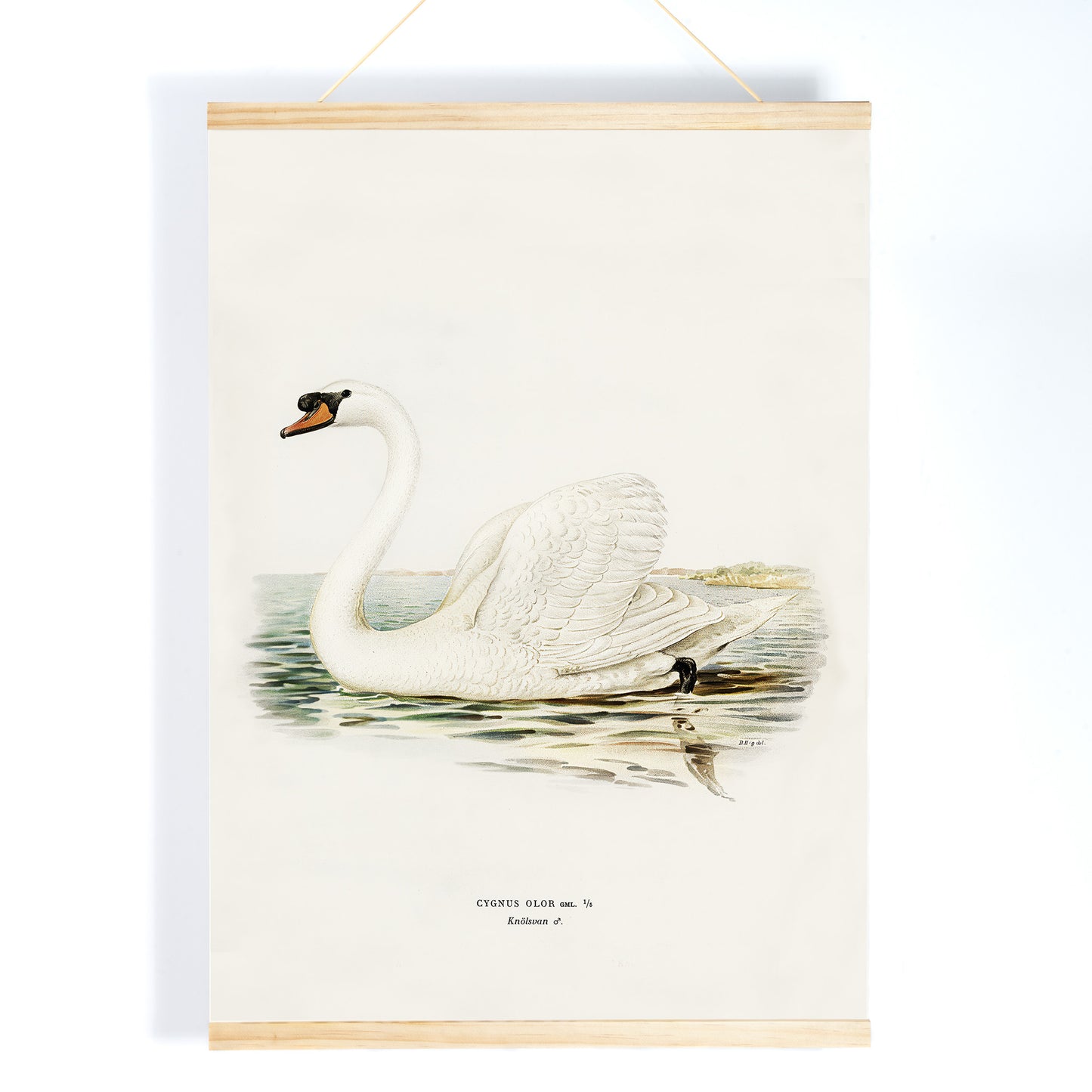 Mute Swan male Cygnus olor detailed illustration on water by The von Wright brothers poster and artwork, with wooden magnetic frame on white background