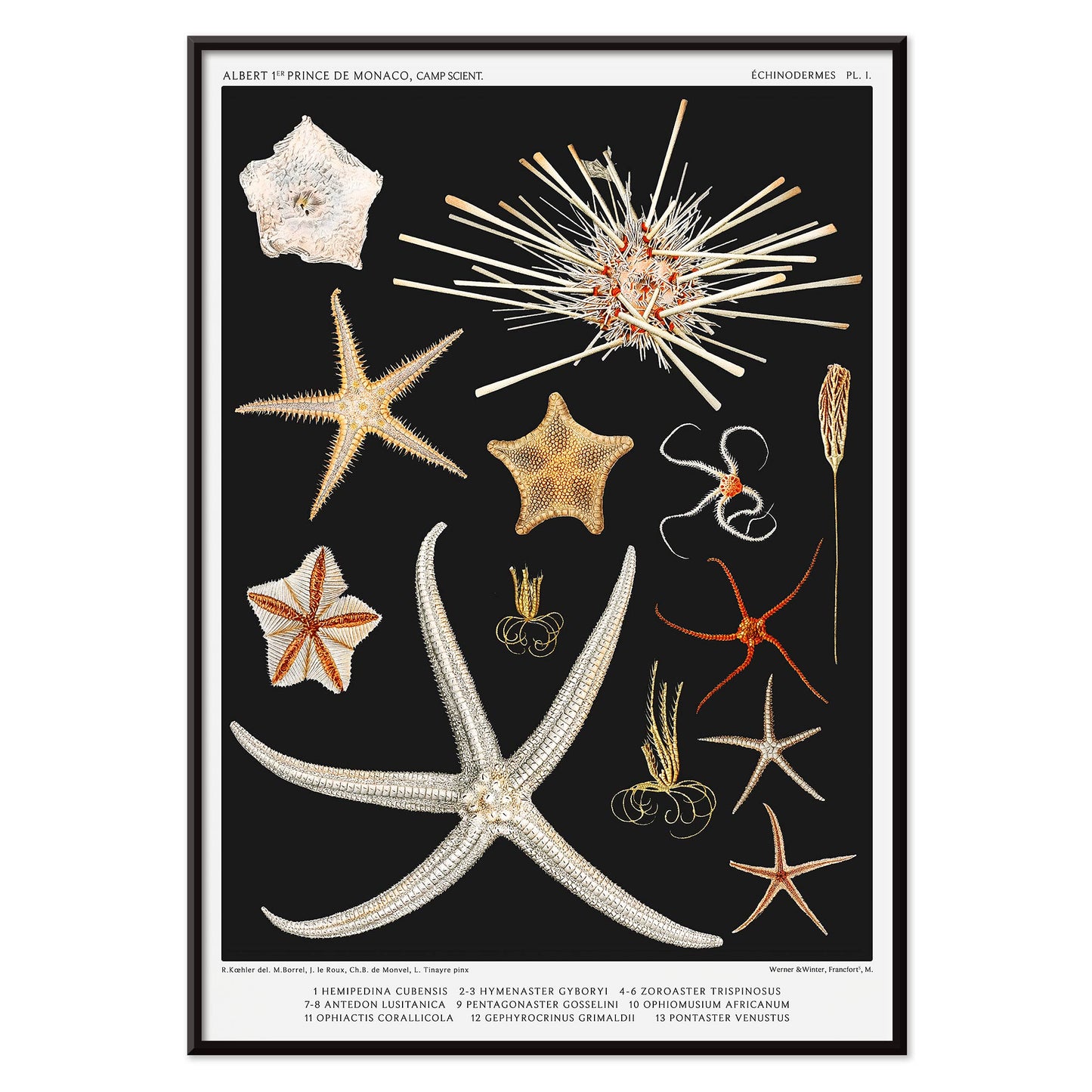 Starfish varieties illustration and poster by Albert I Prince of Monaco from the artwork Resultats des Campagnes Scientifiques, with black aluminium frame on white background